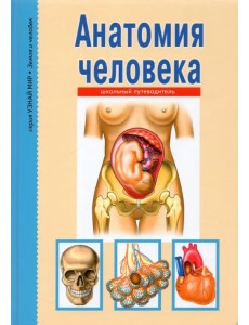 Анатомия человека