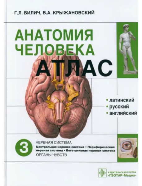 Атлас анатомии человека. В 3-х томах. Том 3