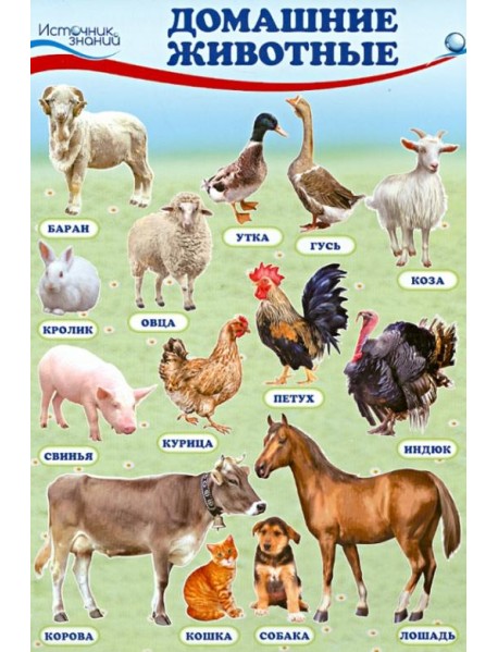 Комплект познавательных мини-плакатов "Домашние, лесные животные, фрукты и ягоды, овощи"