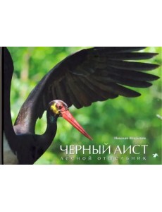 Белый аист. Посланец неба. Черный аист. Лесной отшельник