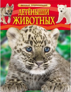 Детёныши животных