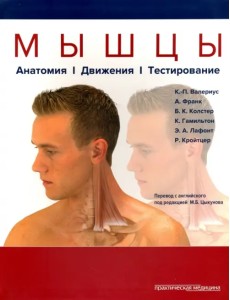 Мышцы. Анатомия. Движения. Тестирование Мышцы. Анатомия. Движения. Тестирование