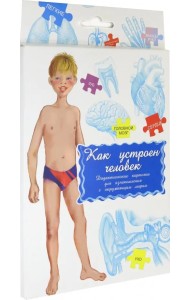 Дидактические карточки. Как устроен человек?