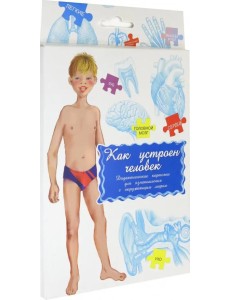 Дидактические карточки. Как устроен человек? Дидактические карточки. Как устроен человек?