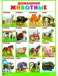Домашние животные. Плакат Домашние животные. Плакат