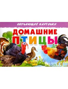 Карточки. Домашние птицы Карточки. Домашние птицы