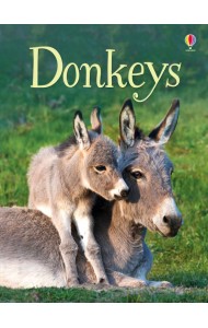 Donkeys