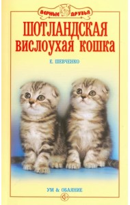 Шотландская вислоухая кошка. Ум и обаяние