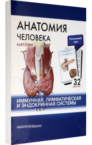 Анатомия человека. Иммунная, лимфатическая и эндокринная системы. 32 карточки