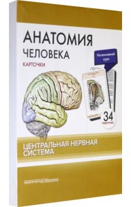 Анатомия человека. Центральная нервная система. КАРТОЧКИ (34 шт)