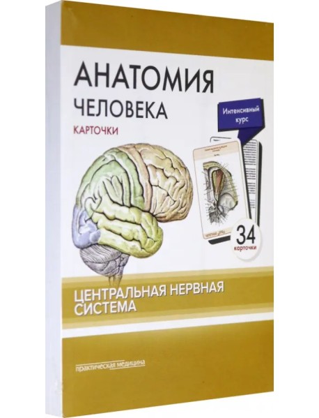 Анатомия человека. Центральная нервная система. КАРТОЧКИ (34 шт)