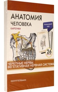 Анатомия человека.Черепные нервы. Карточки (26 шт)