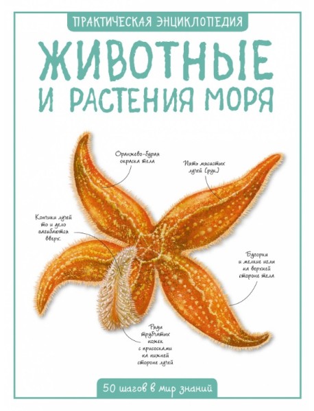 Животные и растения моря