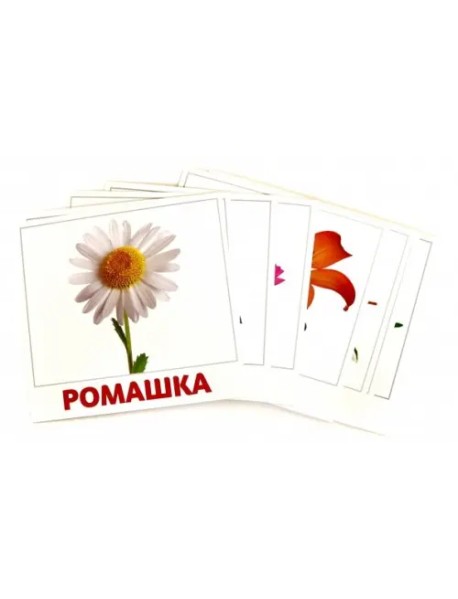 Комплект карточек "Цветы"