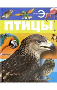 Птицы