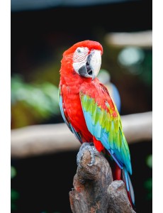Холст с красками "Попугай ара" (16 цветов)