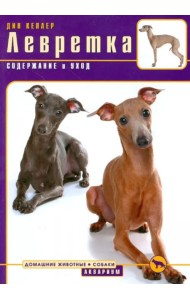 Левретка. Содержание и уход