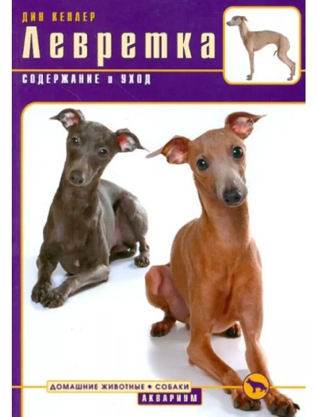 Левретка. Содержание и уход