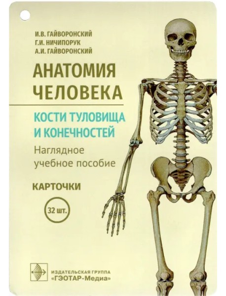 Анатомия человека. Кости туловища и конечностей. Карточки