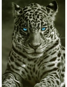 Картина для раскрашивания по номерам. Король ночи Картина для раскрашивания по номерам. Король ночи