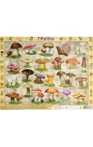 Пазл на подложке. Грибы, 63 элемента