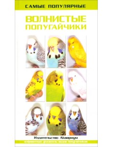 Самые популярные волнистые попугайчики