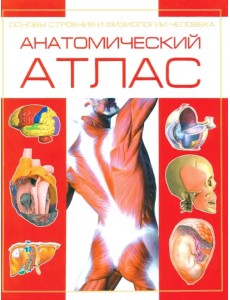 Анатомический атлас. Основы строения и физиологии человека