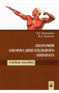 Анатомия опорно-двигательного аппарата