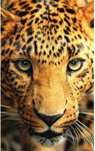 Раскрашивание по номерам Панно Леопард