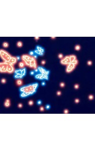 Живопись с неоновыми красками. Бабочки в банке