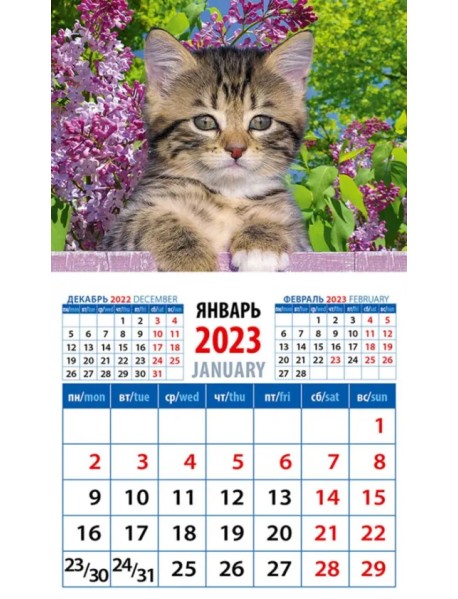 Календарь на 2023 год. Год кота. Высоко сижу