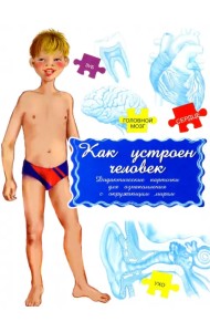 Дидактические карточки Как устроен человек?