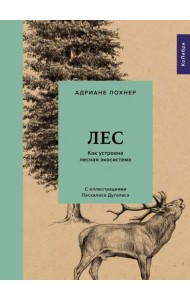 Лес. Как устроена лесная экосистема
