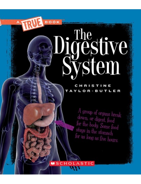 The Digestive System