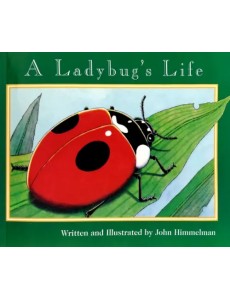 A Ladybug