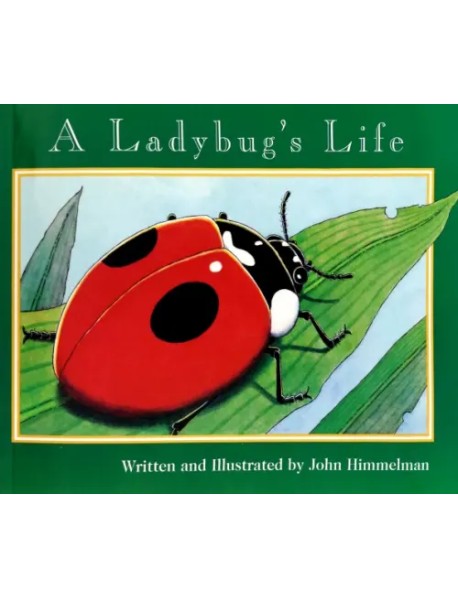 A Ladybug's Life