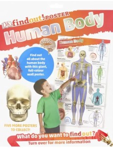 DKfindout! Human Body Poster