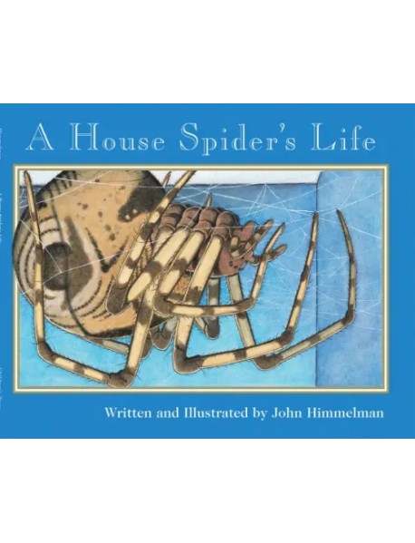 A House Spider's Life