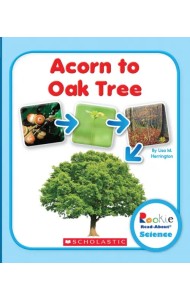 Acorn to Oak Tree