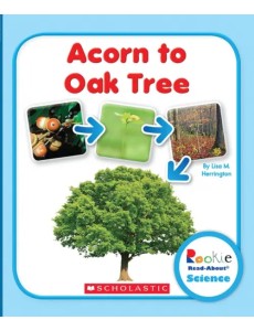 Acorn to Oak Tree