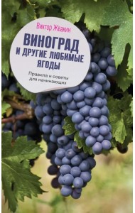 Виноград и другие любимые ягоды. Правила и советы для начинающих