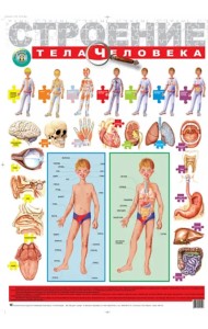 Детский плакат. Строение тела человека