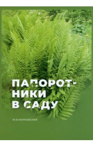 Папоротники в саду