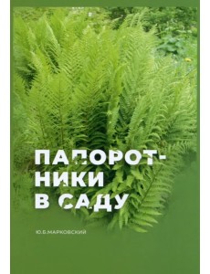 Папоротники в саду Папоротники в саду