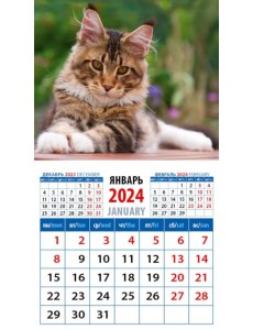 2024 Календарь Котенок Мейн-кун 2024 Календарь Котенок Мейн-кун