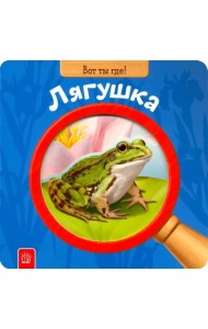 Вот ты где! Лягушка