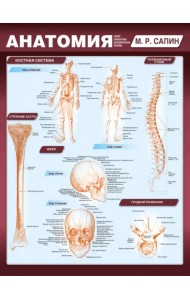 Анатомия. Самая компактная анатомическая таблица