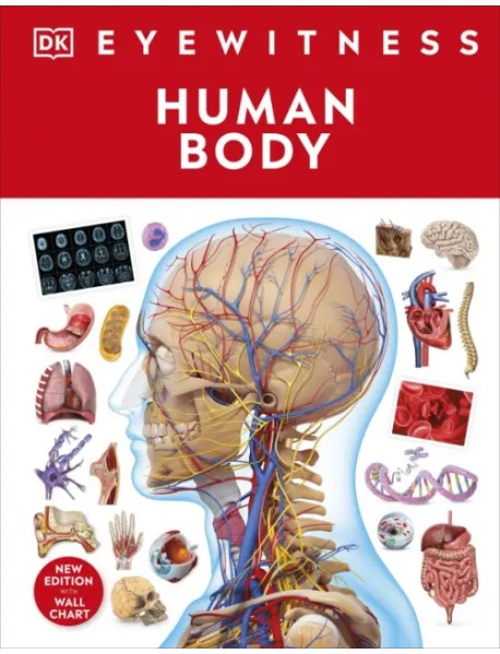 Human Body