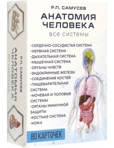 Анатомия человека. 80 карточек. Все системы Анатомия человека. 80 карточек. Все системы