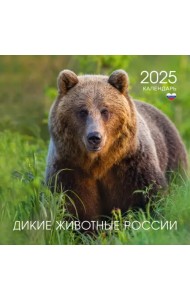 Календарь на 2025 год Дикие животные России